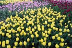 Tulips of Zelenograd